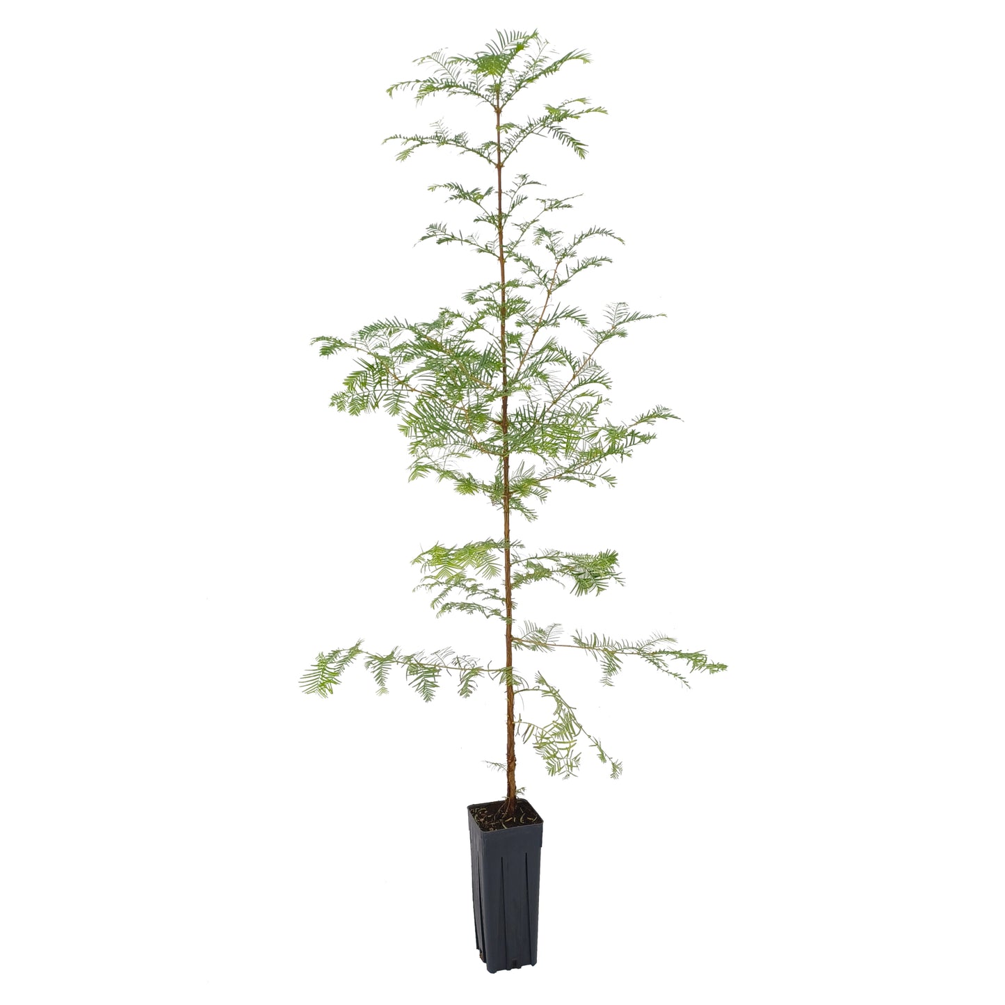 Metasequoia glyptostroboides - water fir (Square vase 9x9x20 cm)