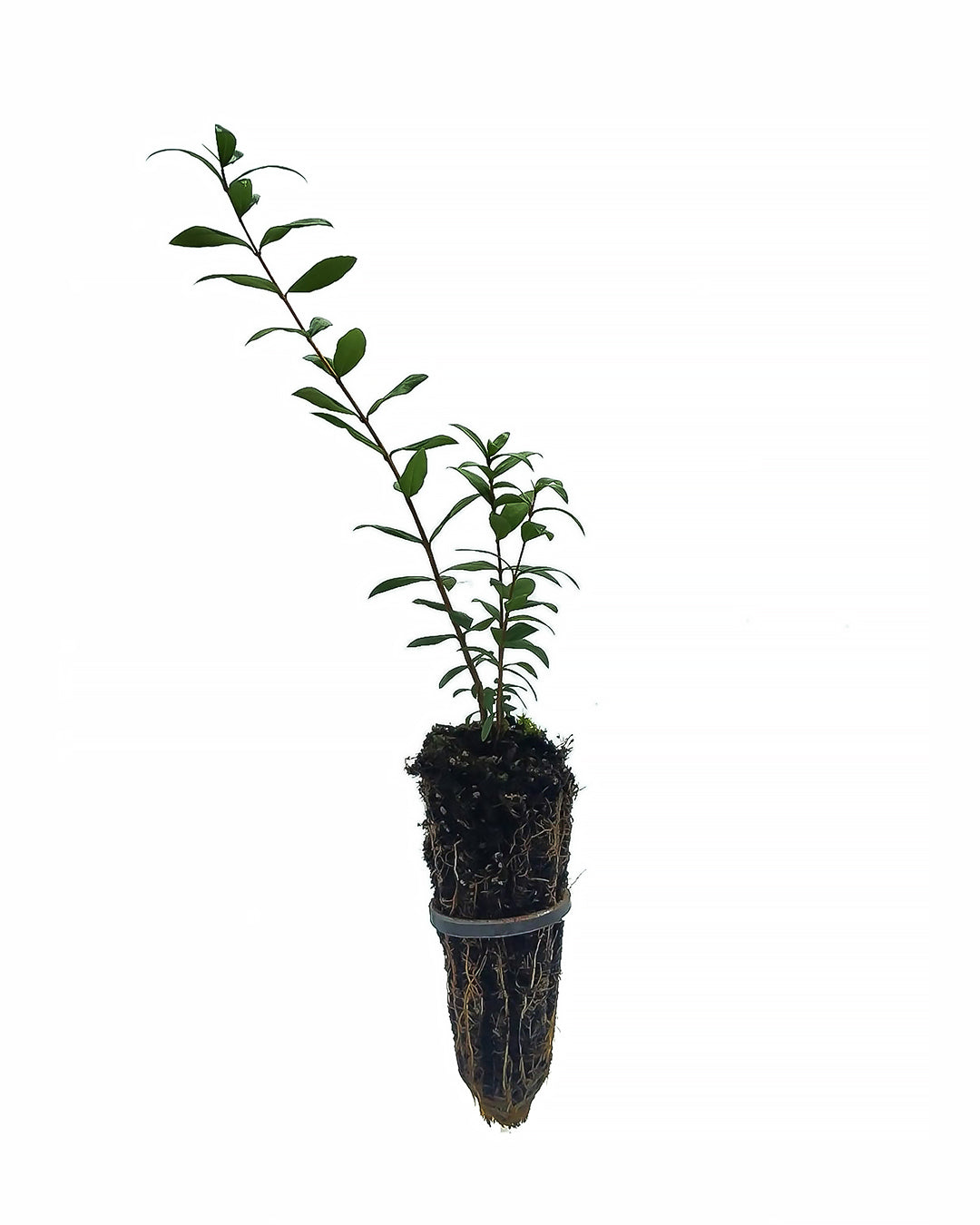 Myrtus communis - mirto, mortella (Alveolo forestale)
