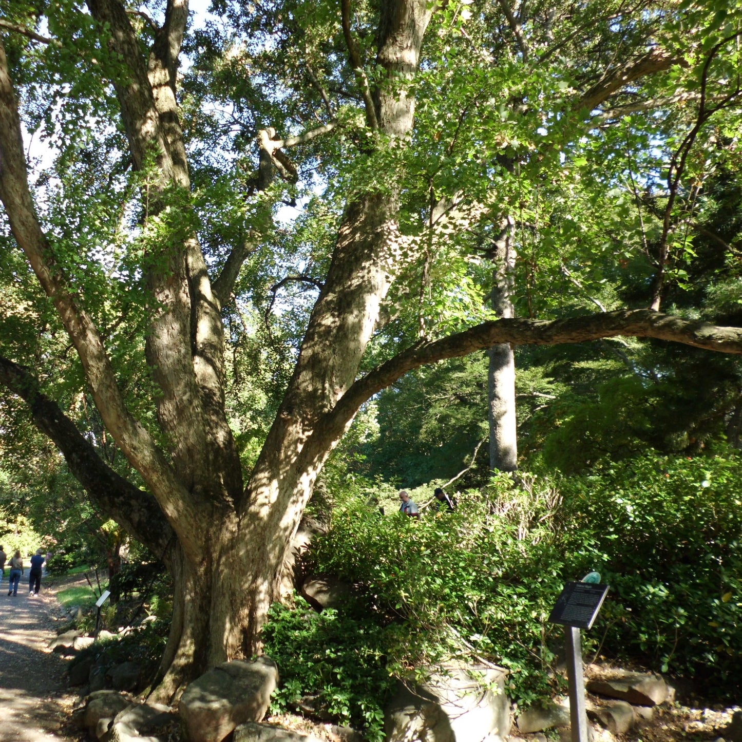 Acer Buergerianum - acero tridente (Alveolo Forestale)