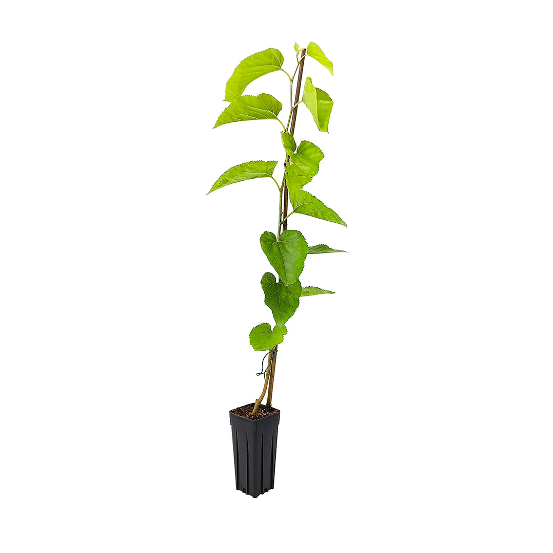 Morus alba - gelso moro bianco (Vaso quadro 9x9x20 cm)