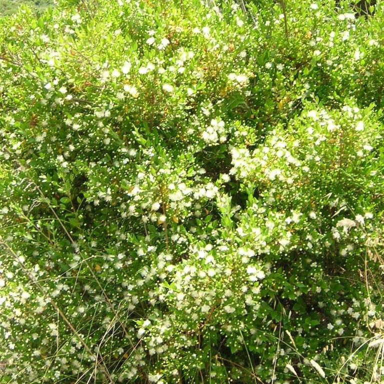Myrtus communis (bacca bianca) - mirto bianco, mortella (Vaso quadro 7x7x8 cm)