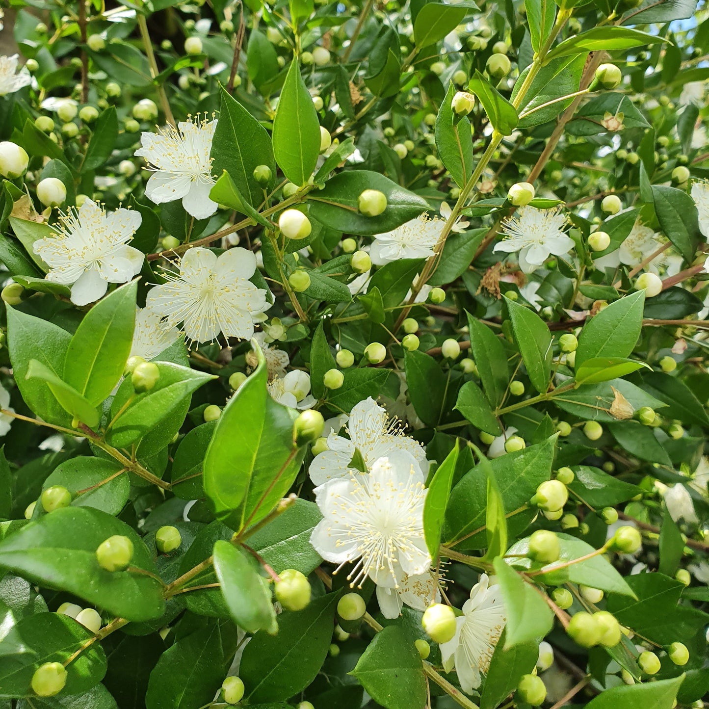 Myrtus communis (bacca bianca) - mirto bianco, mortella (Vaso quadro 7x7x8 cm)