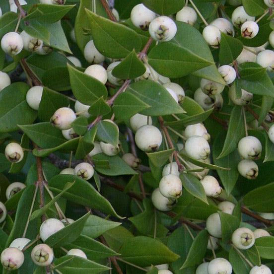 Myrtus communis (bacca bianca) - mirto bianco, mortella (Vaso quadro 7x7x8 cm)