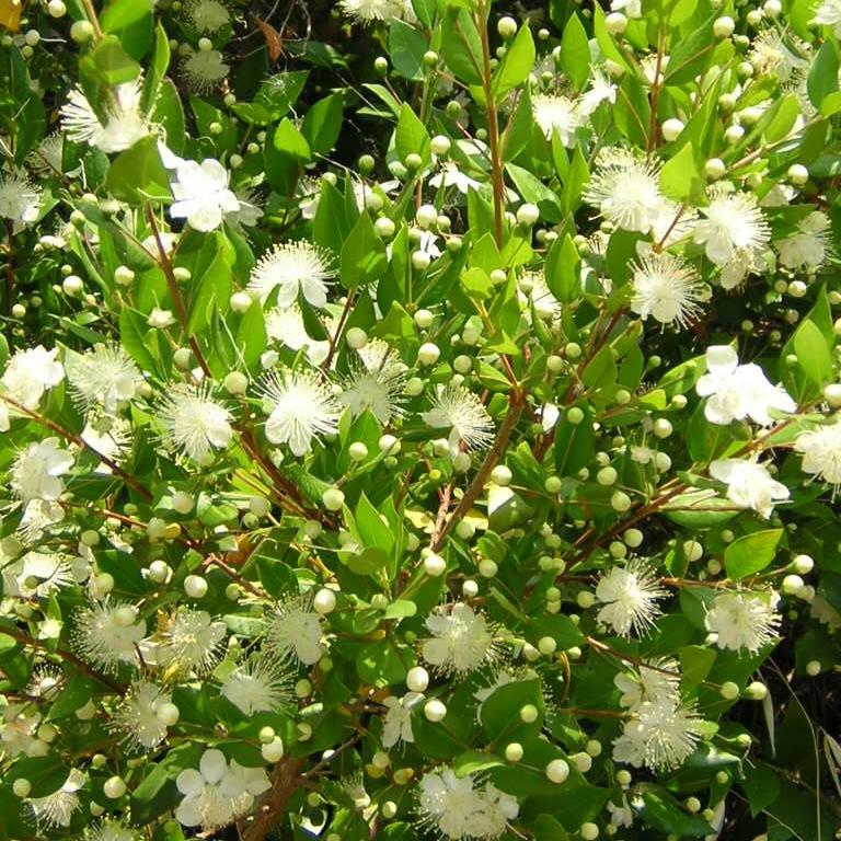 Myrtus communis (bacca bianca) - mirto bianco, mortella (Vaso quadro 7x7x8 cm)