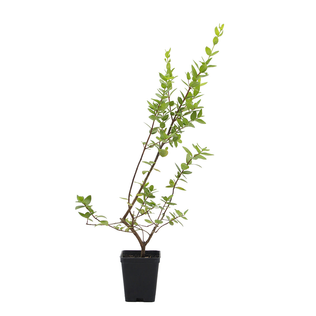 Myrtus communis (bacca bianca) - mirto bianco, mortella (Vaso quadro 7x7x8 cm)