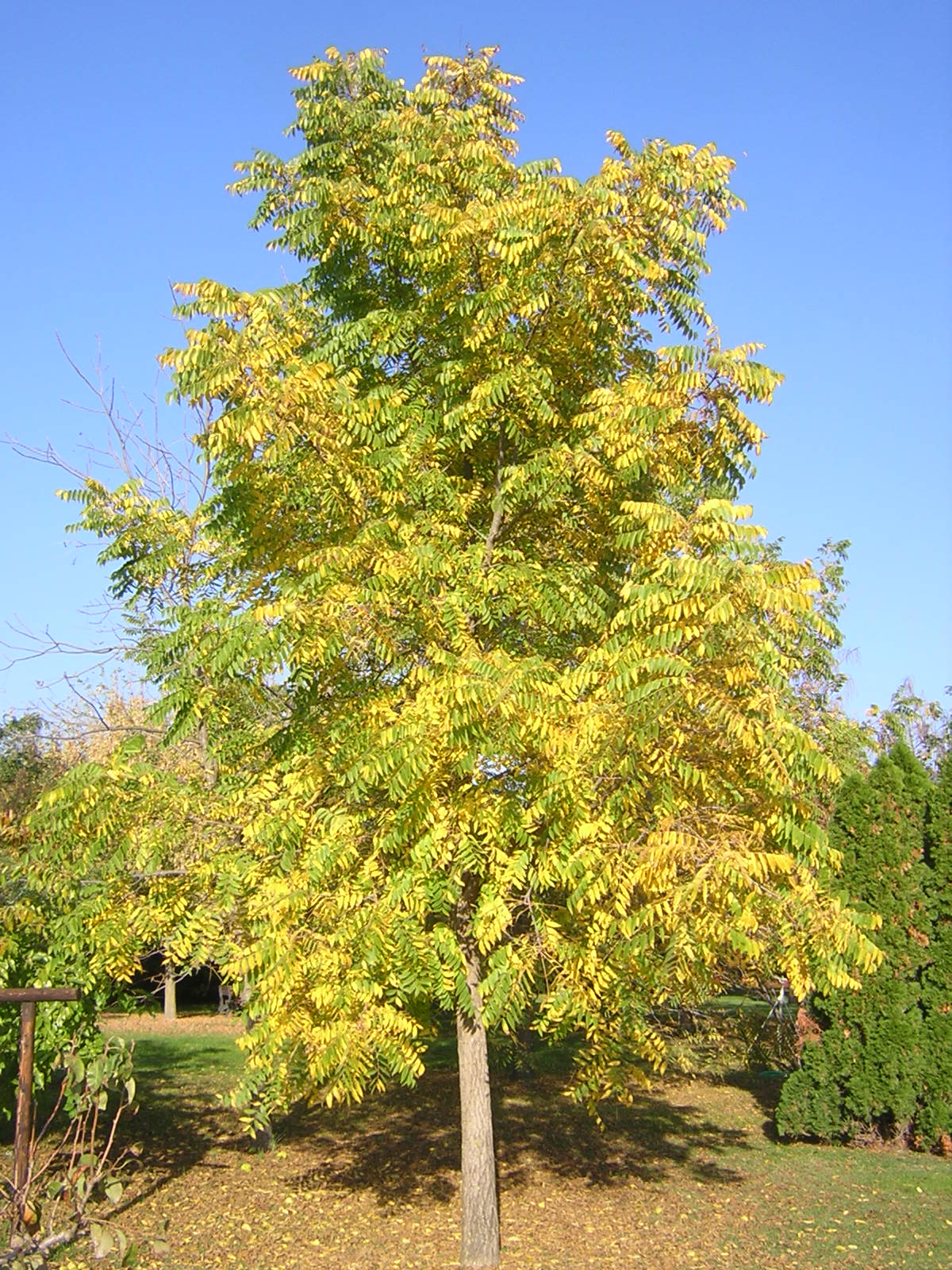 Juglans nigra - noce nero (Vaso quadro 9x9x20 cm)
