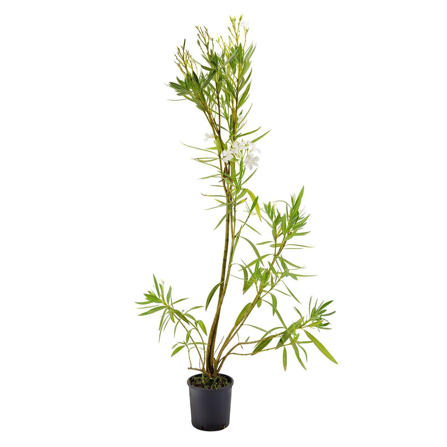 Nerium oleander "bianco" - oleandro (Vaso 18 cm)