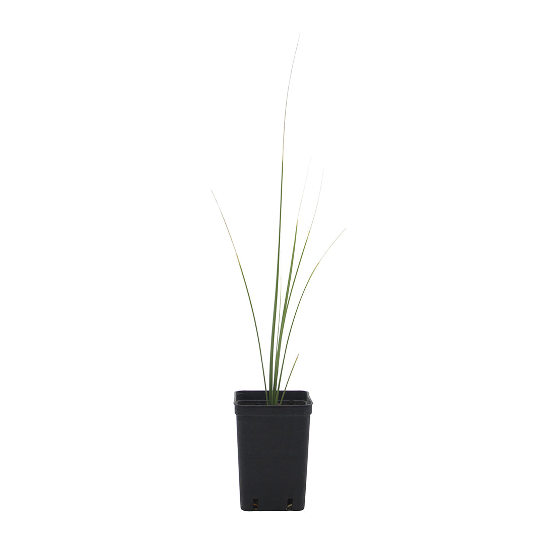 Nolina (sin. Beaucarnea) palmeri - nolina di Palmer (Vaso quadro 7x7x10 cm)