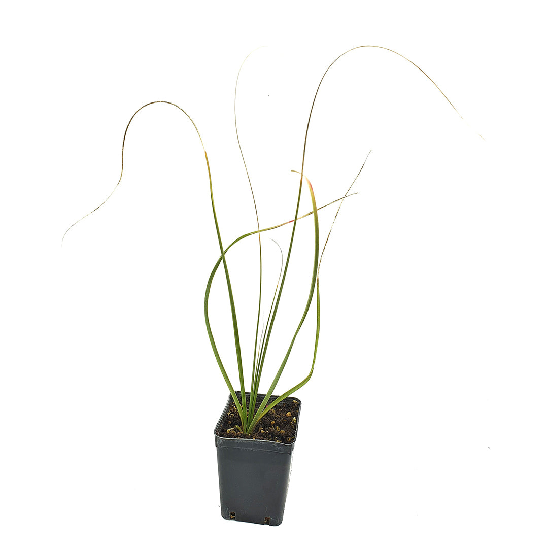 Nolina (sin. Beaucarnea) microcarpa - pianta mangiafumo (Vaso quadro 7x7x10 cm)