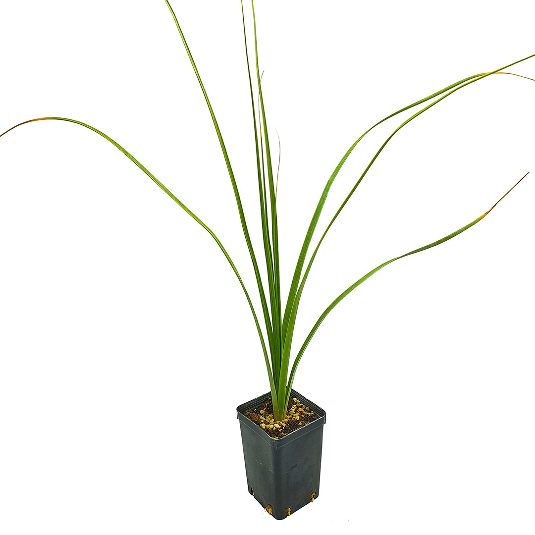 Nolina breviflora "Perote" - pianta mangiafumo (Vaso quadro 7x7x10 cm)