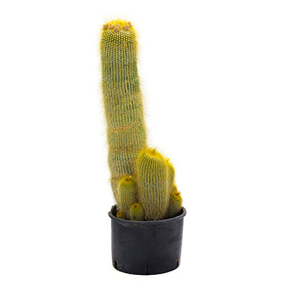 Notocactus leninghausii - notocactus del Brasile (Vaso 18 cm)