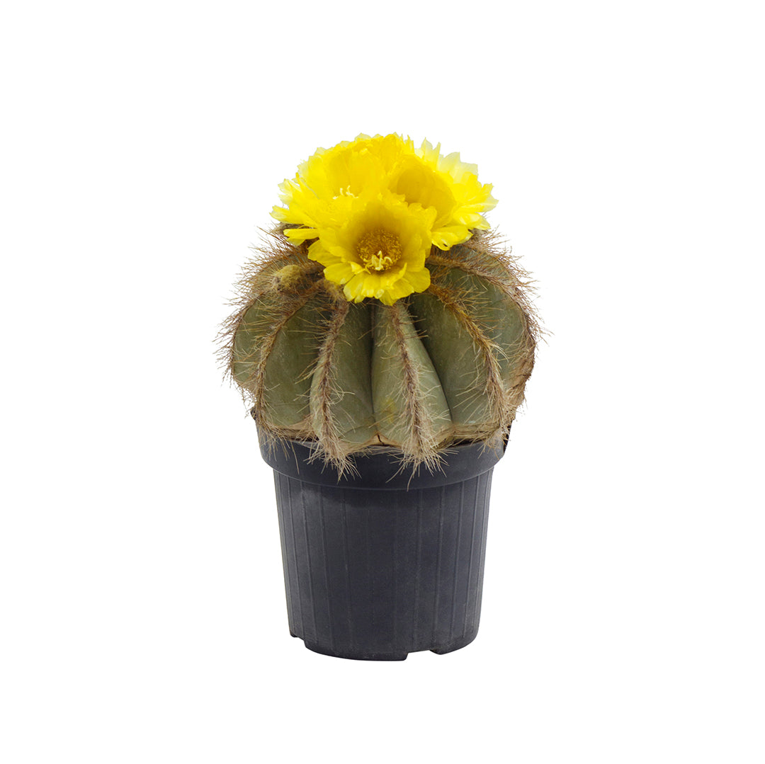 Notocactus magnificus - (Vaso 18 cm)