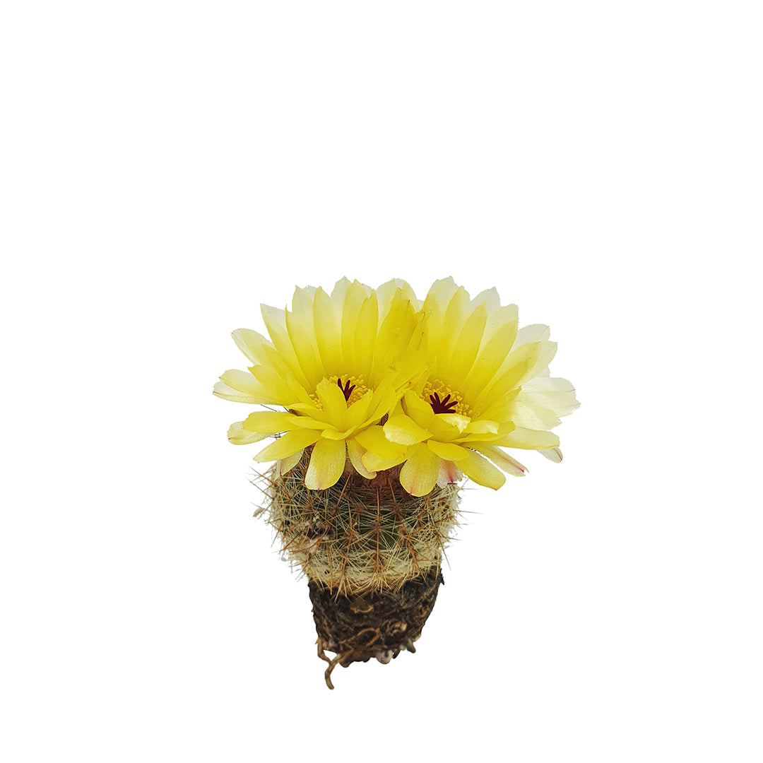 Notocactus schlosseri (Alveolino)