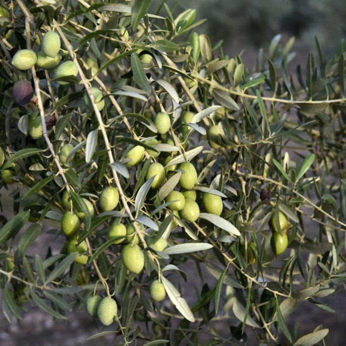 Olea europaea cv "Nocellara" - olivo (Fitocella)