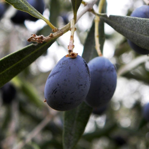 Olea europaea cv "pendolino" - olivo (Fitocella)