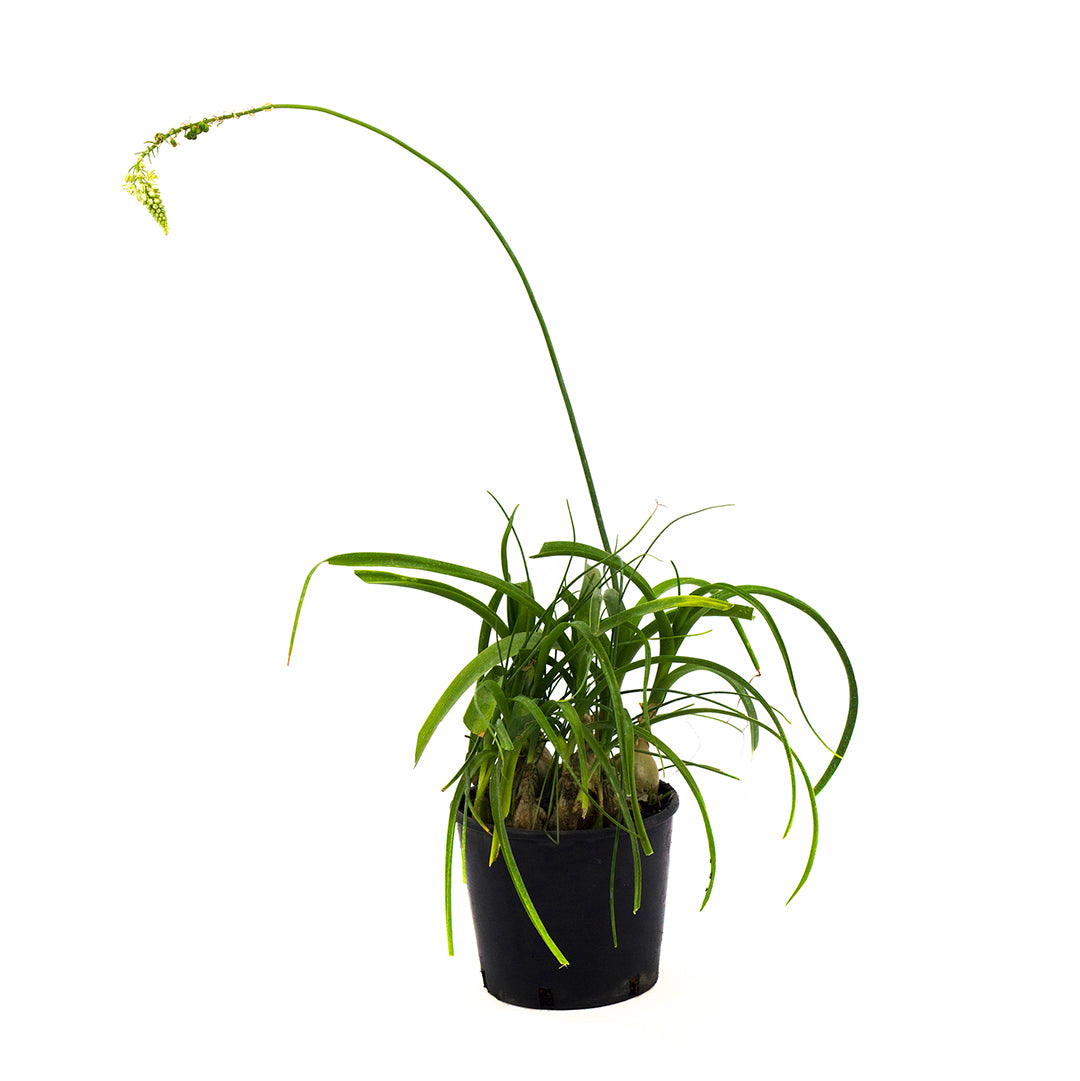 Ornithogalum longibracteatum - ornitogallo (Vaso 18 cm)