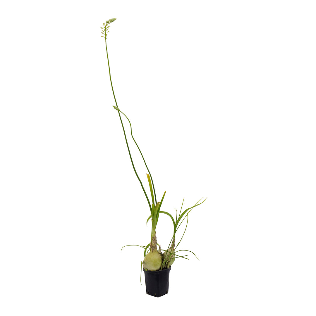 Ornithogalum longibracteatum - ornitogallo (Vaso quadro 7x7x10 cm)