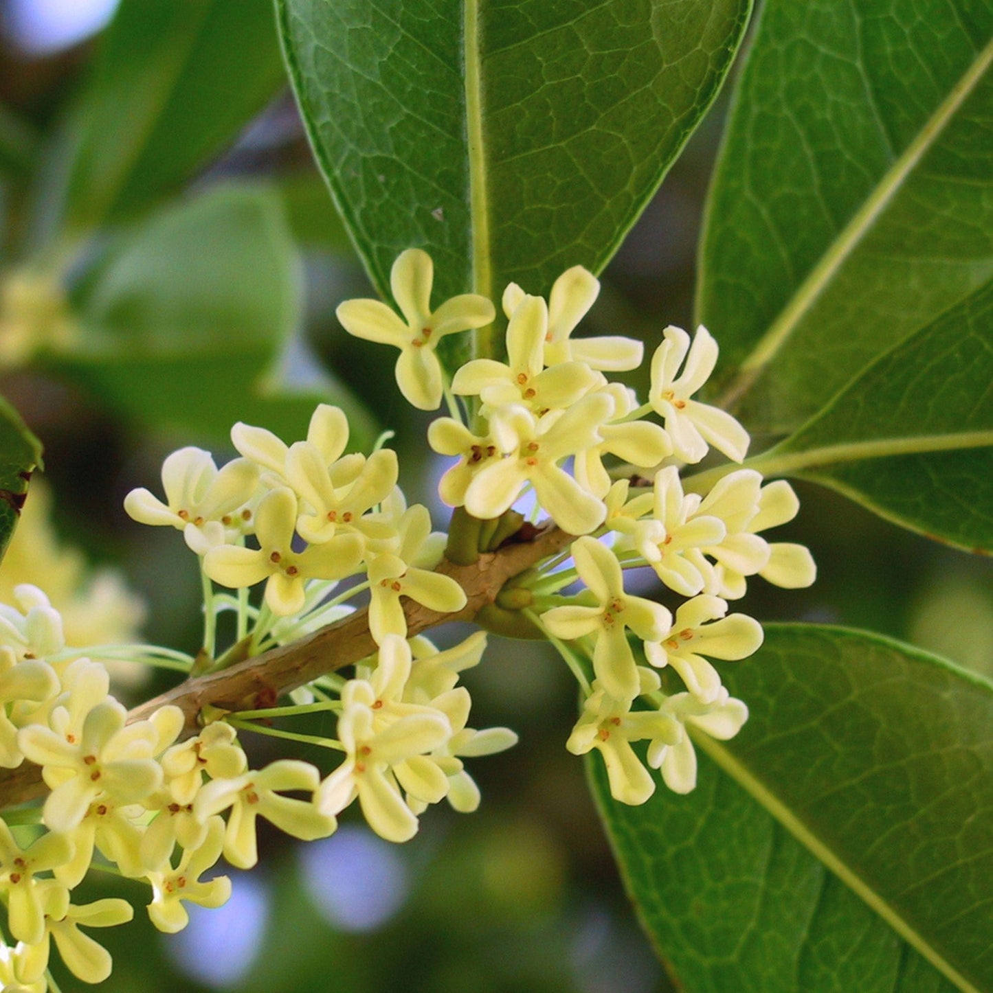 Osmanthus (syn. Olea) fragrans - odorous osmanthus (Square vase 9x9x20 cm)