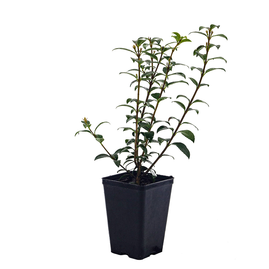 Osmarea (sin. Osmanthus) x burkwoodii - Osmanto di Burkwood (Vaso quadro 9x9x13 cm)