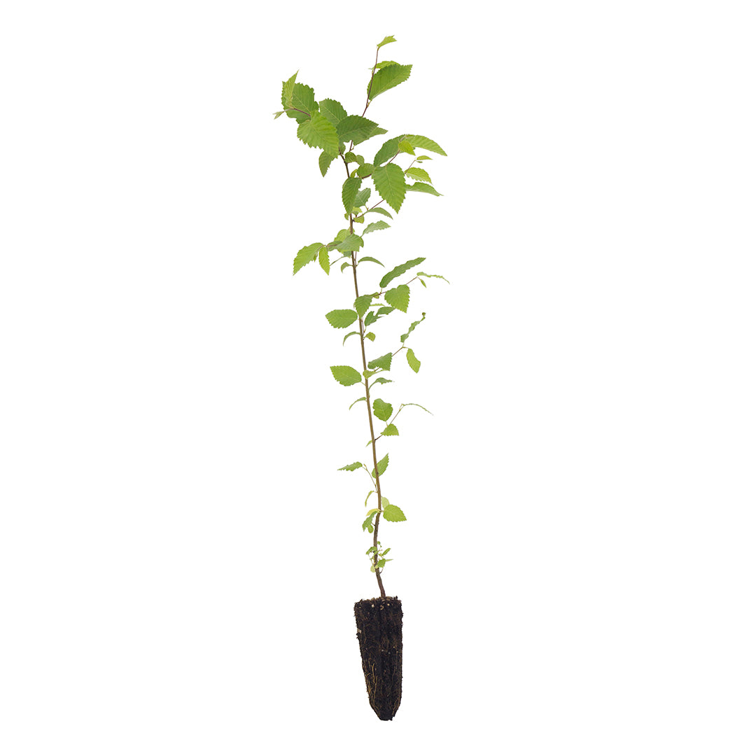 Ostrya carpinifolia - carpino nero (Alveolo forestale)