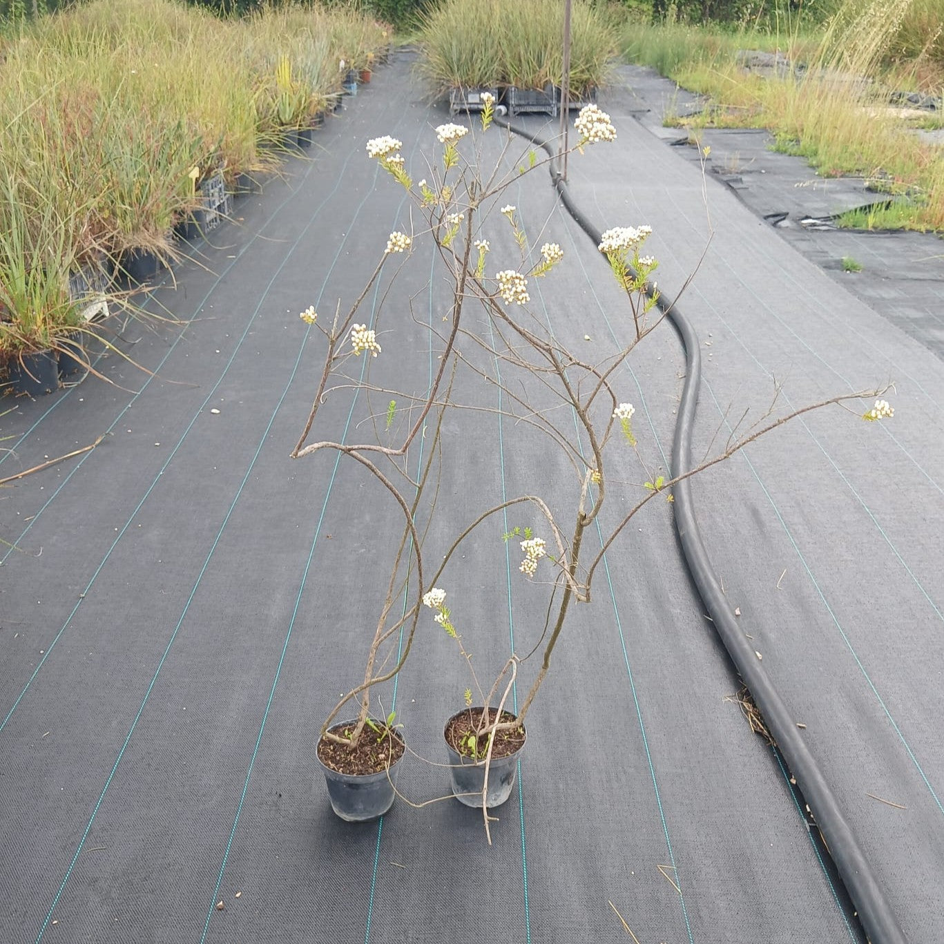 Ozothamnus rosmarinifolius - Fiore di Riso (Vaso 15 cm)