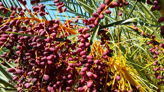 Phoenix canariensis var. porphyrocarpa - palma delle Canarie a frutti rossi (100 semi)