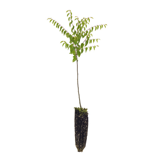 10x Paliurus aculeatus - marruca (Offerta 10 Alveoli forestali)