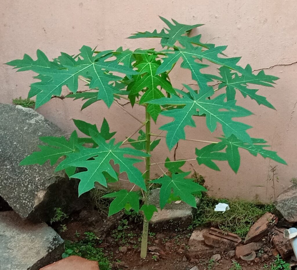 Carica Papaya - Papaia (Vaso Quadro 7X7X8 Cm)
