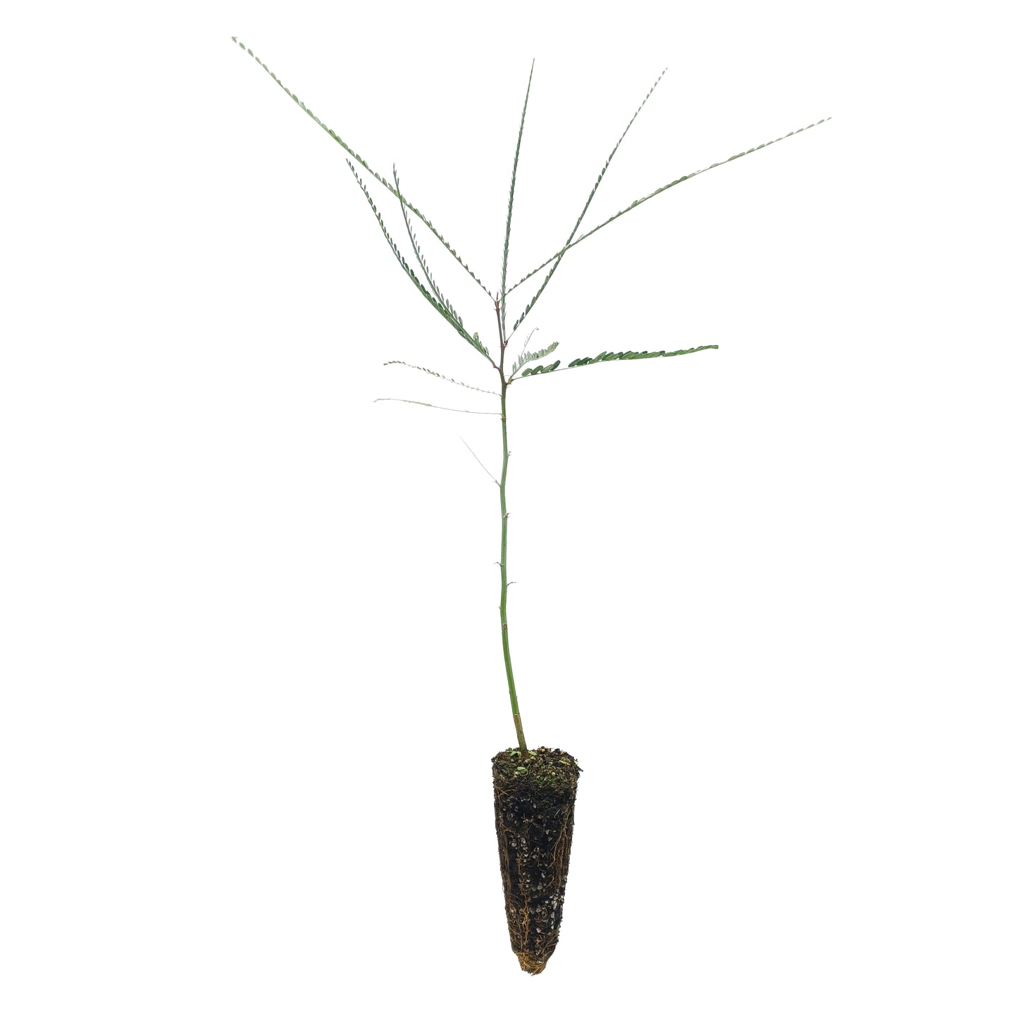 Parkinsonia aculeata - spina di Gerusalemme (Alveolo forestale)