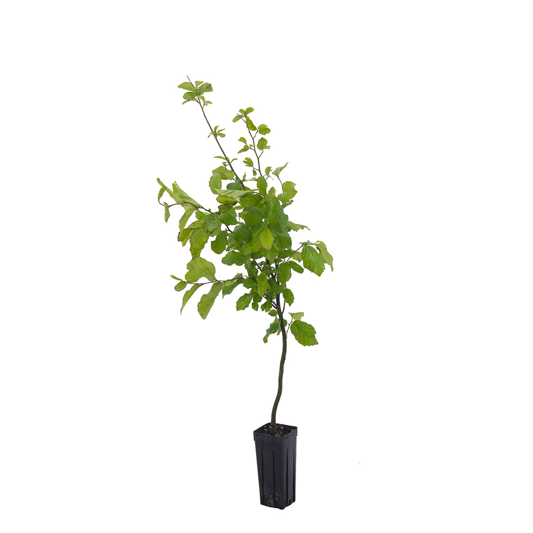 Parrotia persica cv. "Vanessa" - pagoda tree (Square pot 9x9x20 cm)