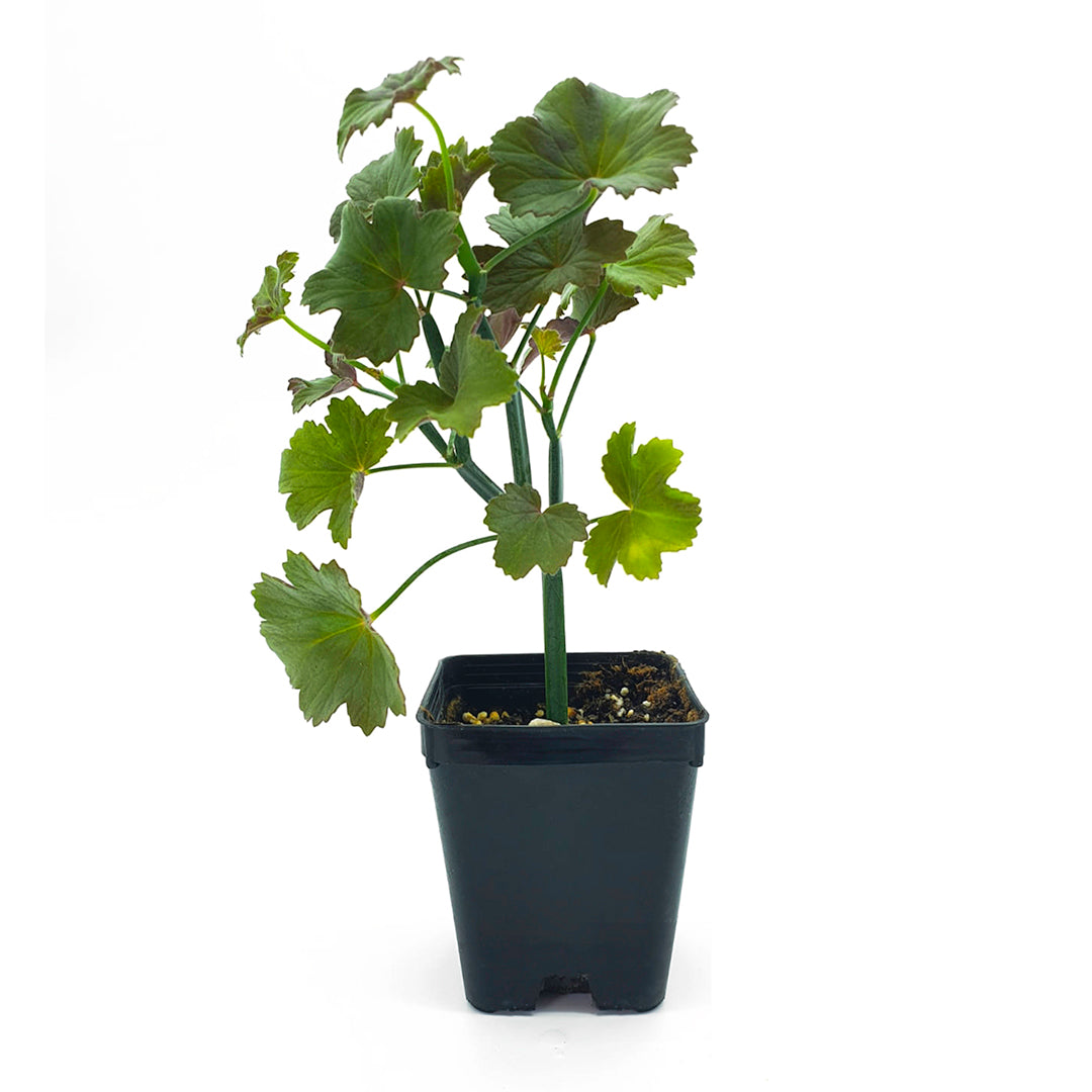 Pelargonium tetragonum - geranio succulento (Vaso quadro 7x7x10 cm)