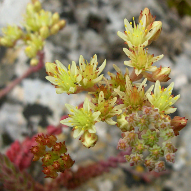 Petrosedum ochroleucum - borracina dei muretti (3 Talee)