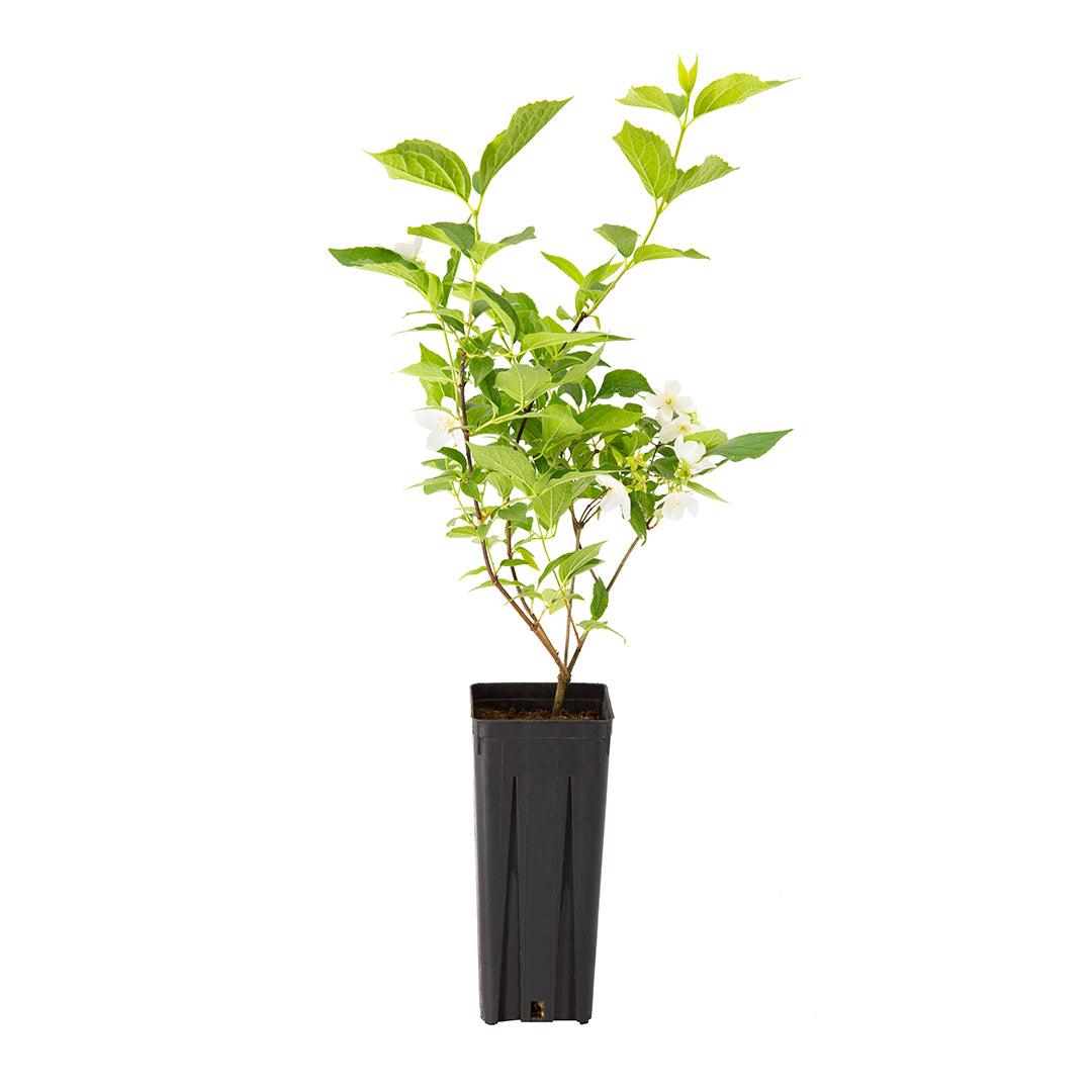 Philadelphus coronarius - fior d'angelo (Vaso quadro 9x9x20 cm)