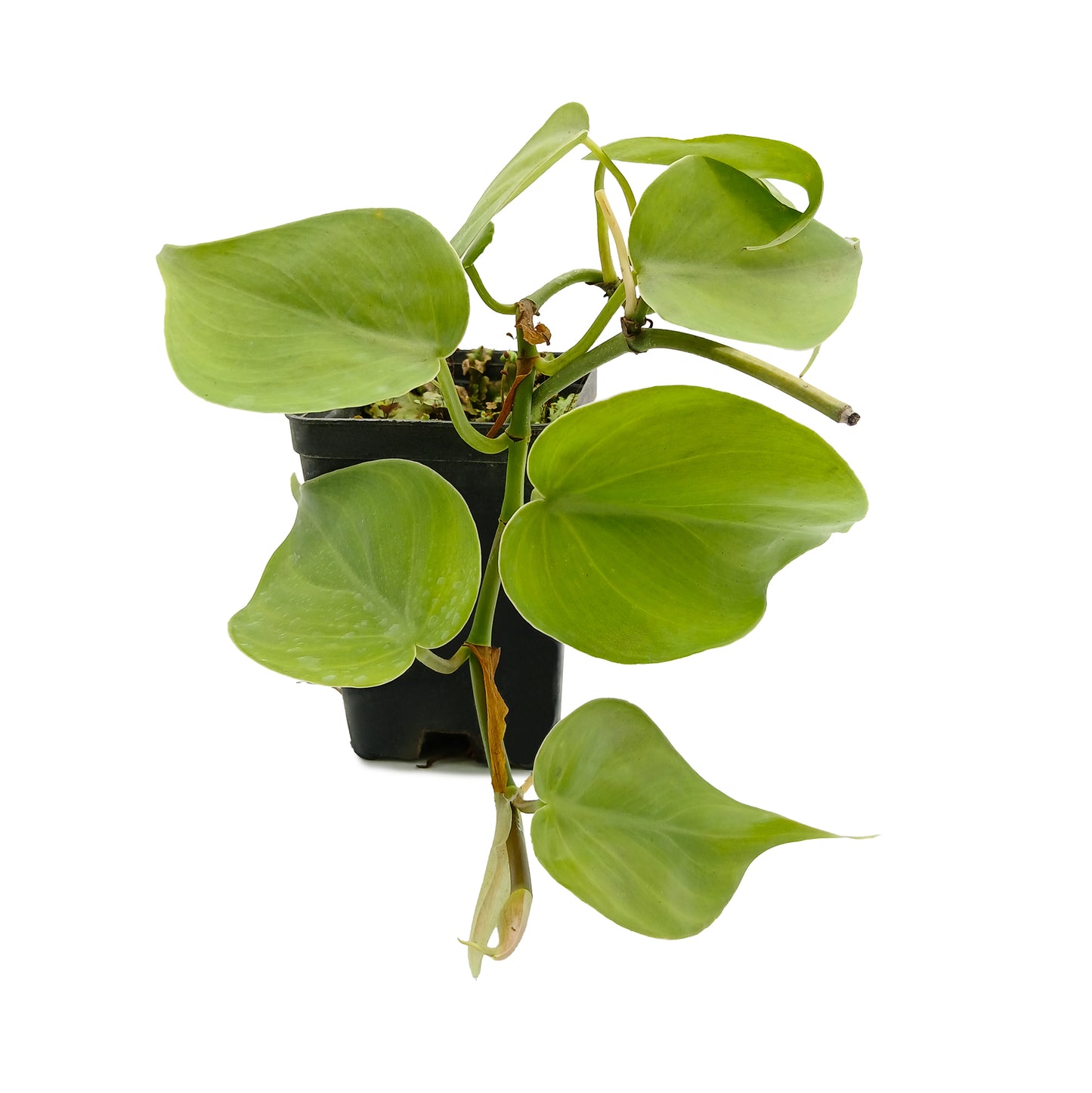 Philodendron scandens - collana di cuori (Vaso quadro 7x7x10 cm)