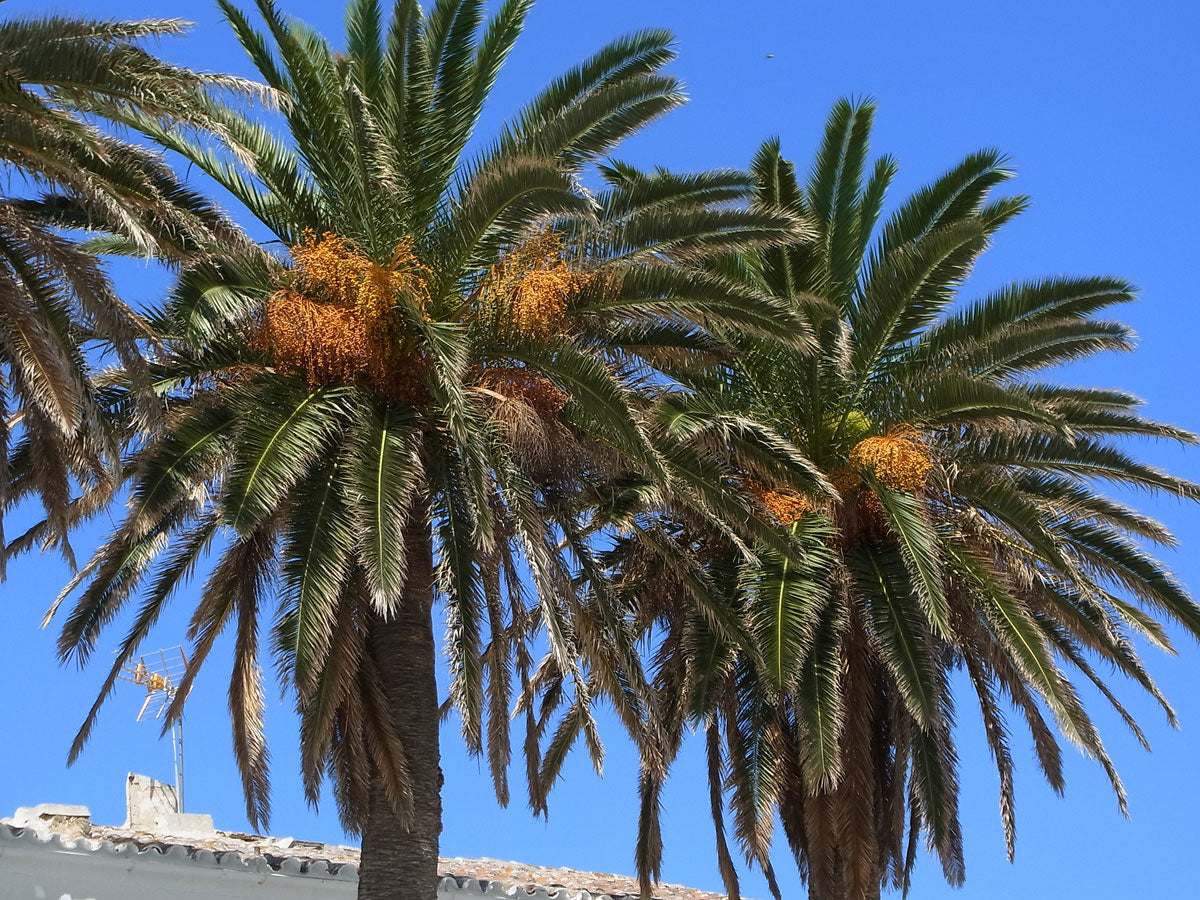 Phoenix canariensis - Canarian palm (Forest palm)