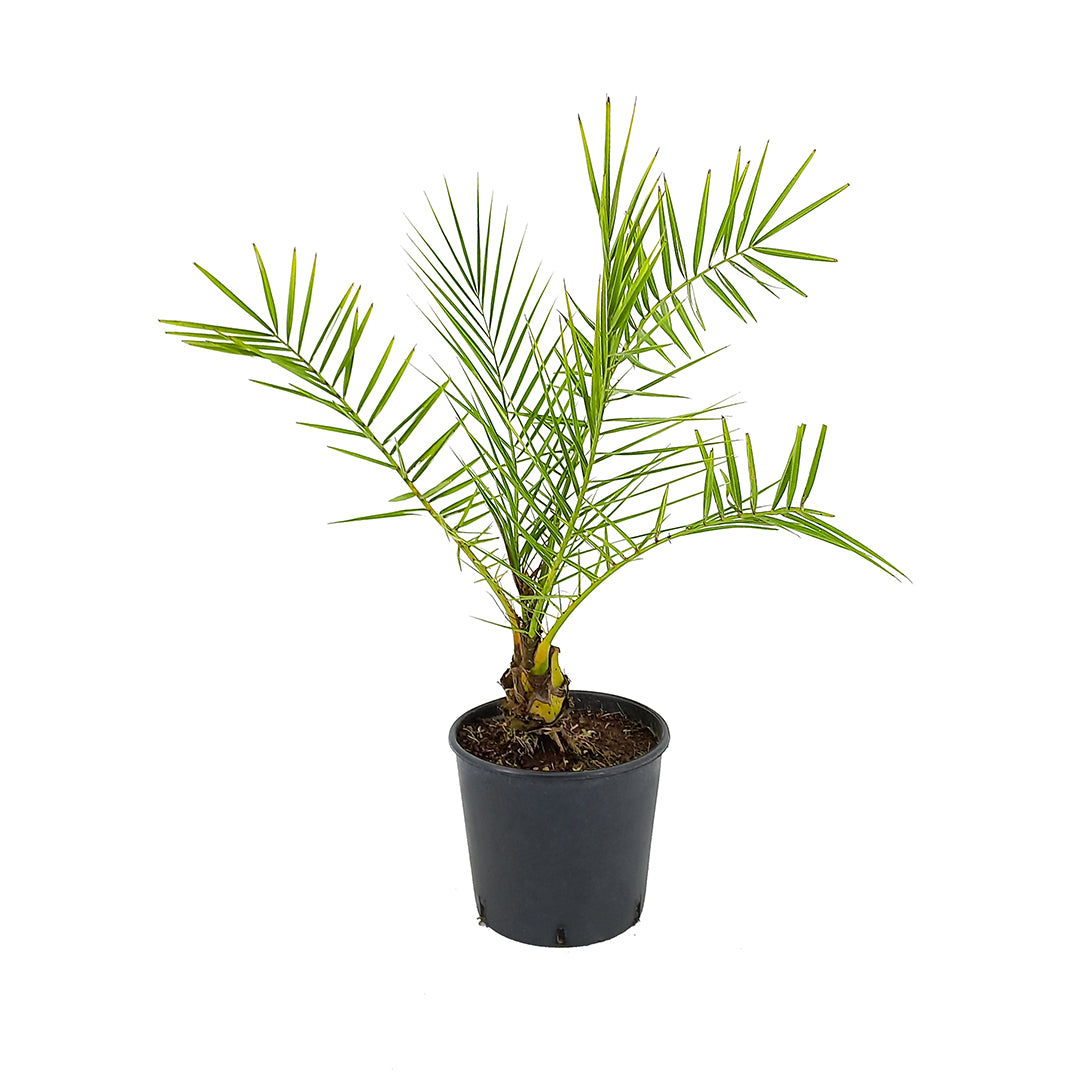 Phoenix canariensis var. porphyrocarpa - Canarian palm with red fruits (20 cm pot)