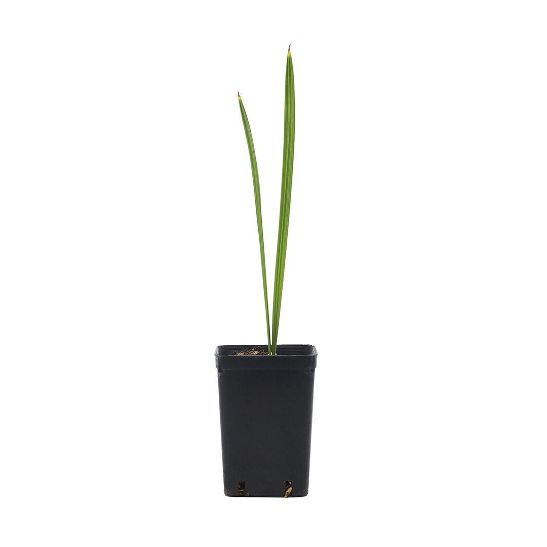 Phoenix dactylifera Tunisia cv "Deglet Noor" - date palm (forest bush)