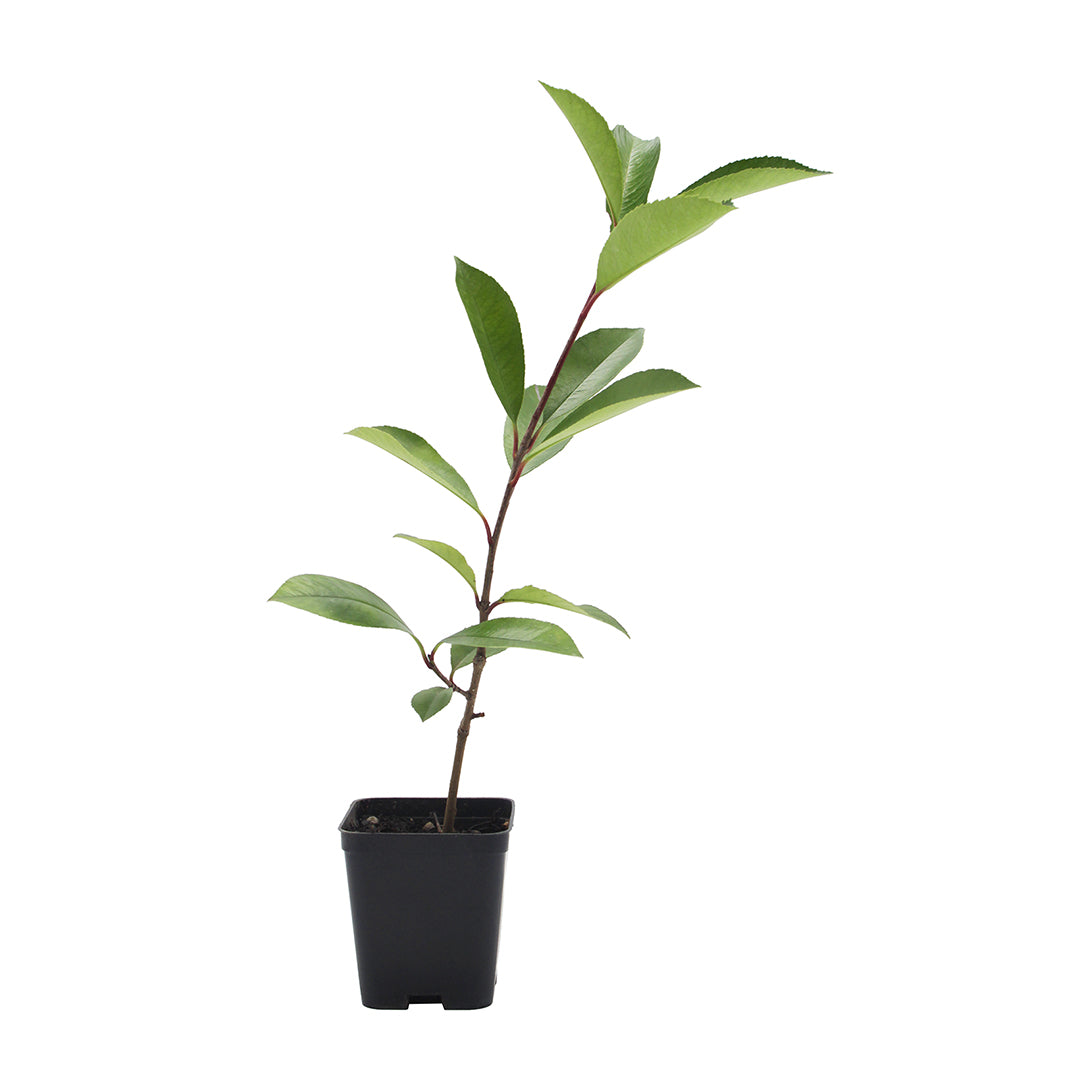 Photinia x fraseri cv. "red robin" - fotinia (Vaso quadro 7x7x8 cm)