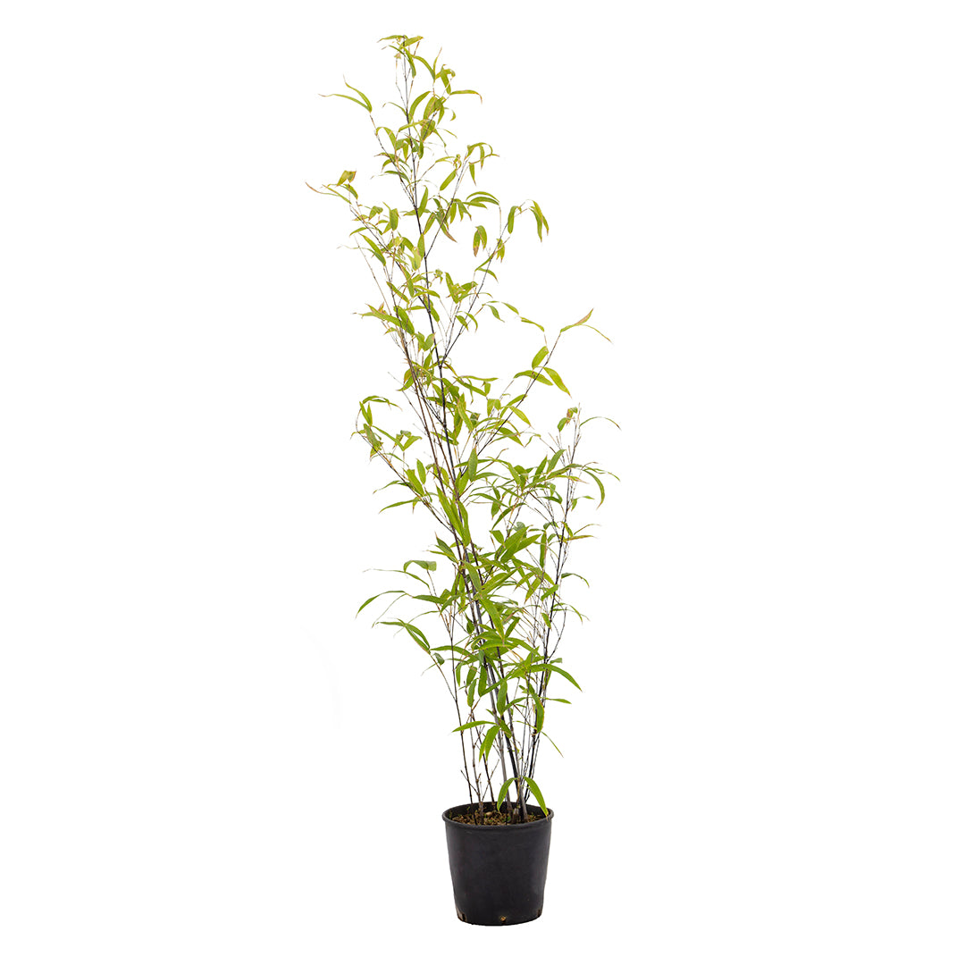 Phyllostachys nigra - bomboo nero (Vaso 18 cm)