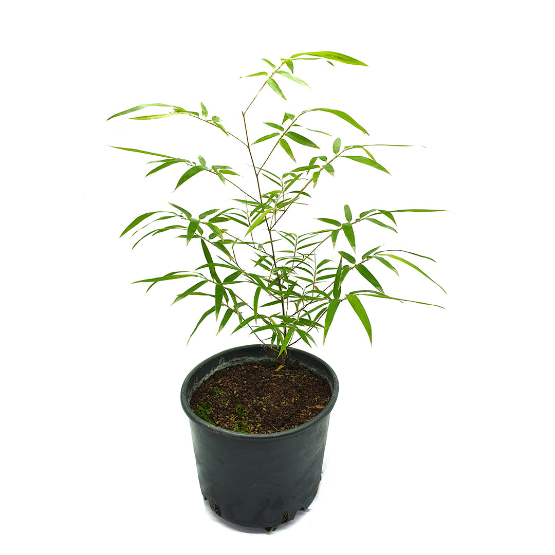 Phyllostachys viridis var. mitis - bamboo gigante (Vaso 24 cm)