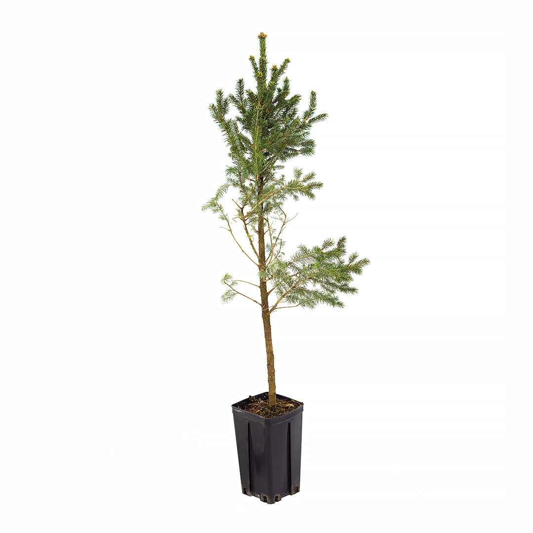Picea abies - abete rosso, peccio (Pianta in vaso)