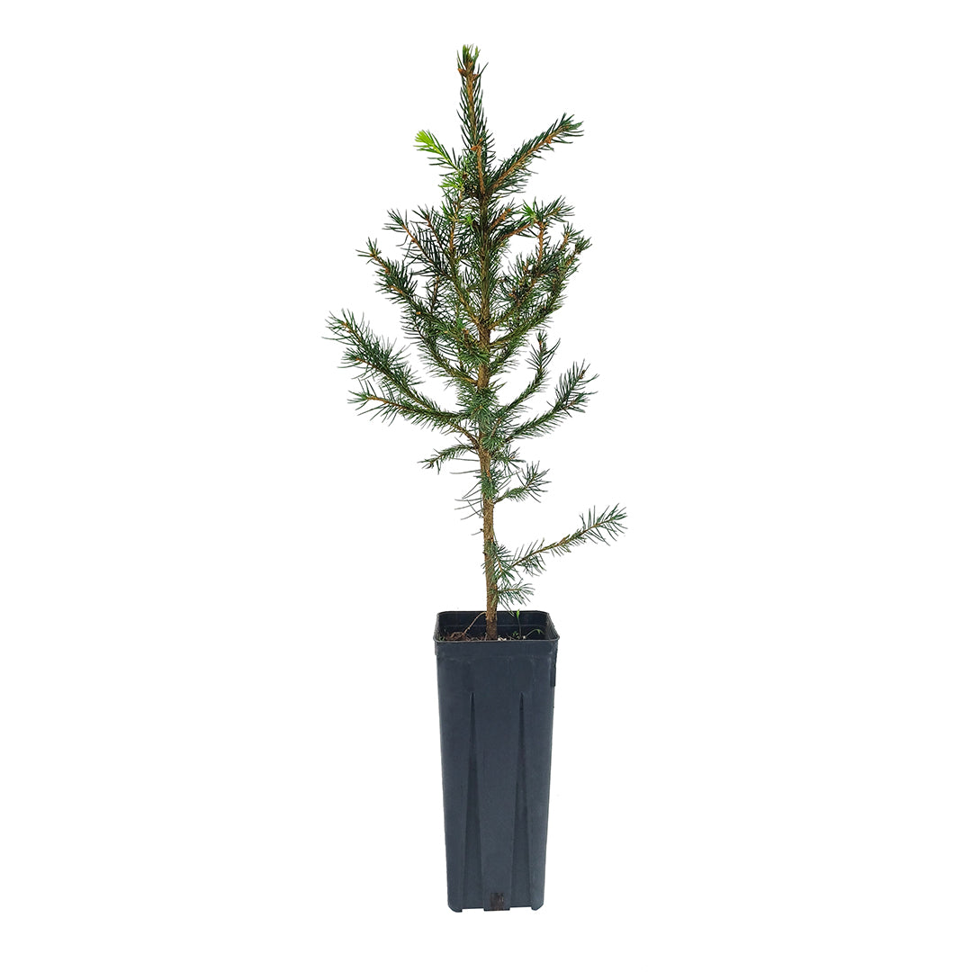 Picea abies - abete rosso, peccio (Pianta in vaso)