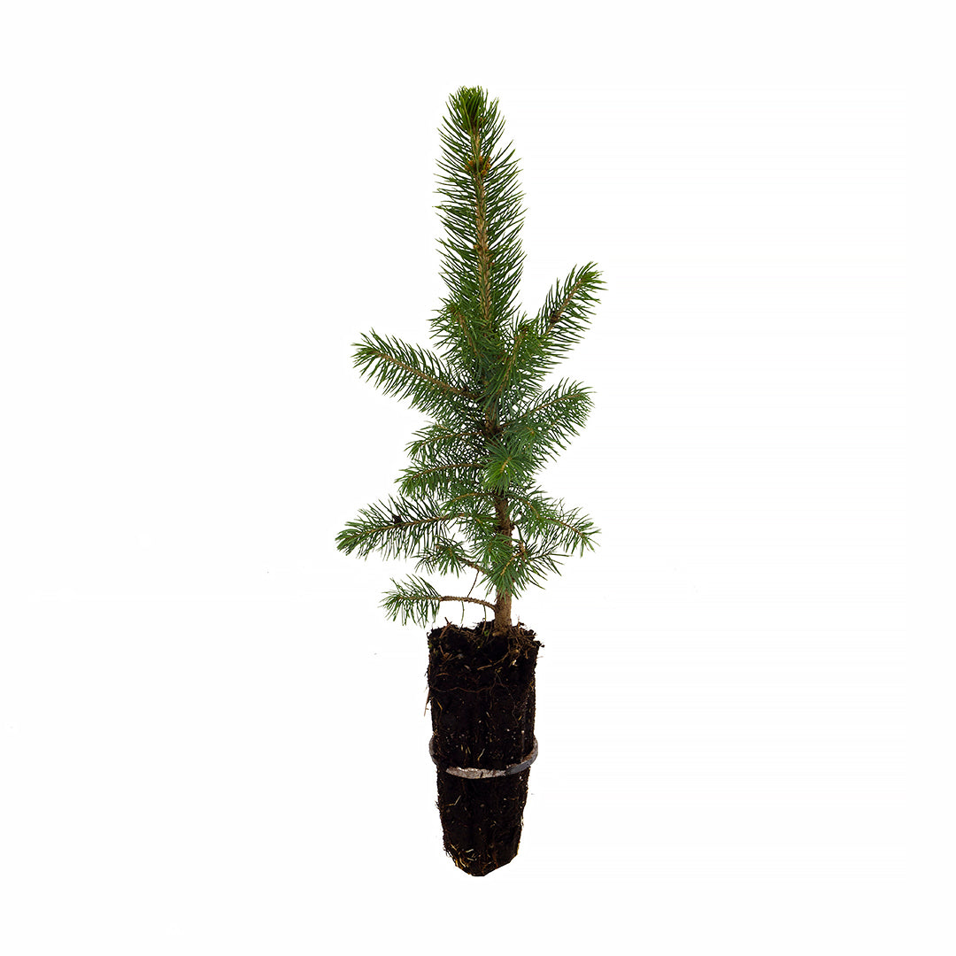 Picea pungens  glauca - abete blu (Alveolo forestale)