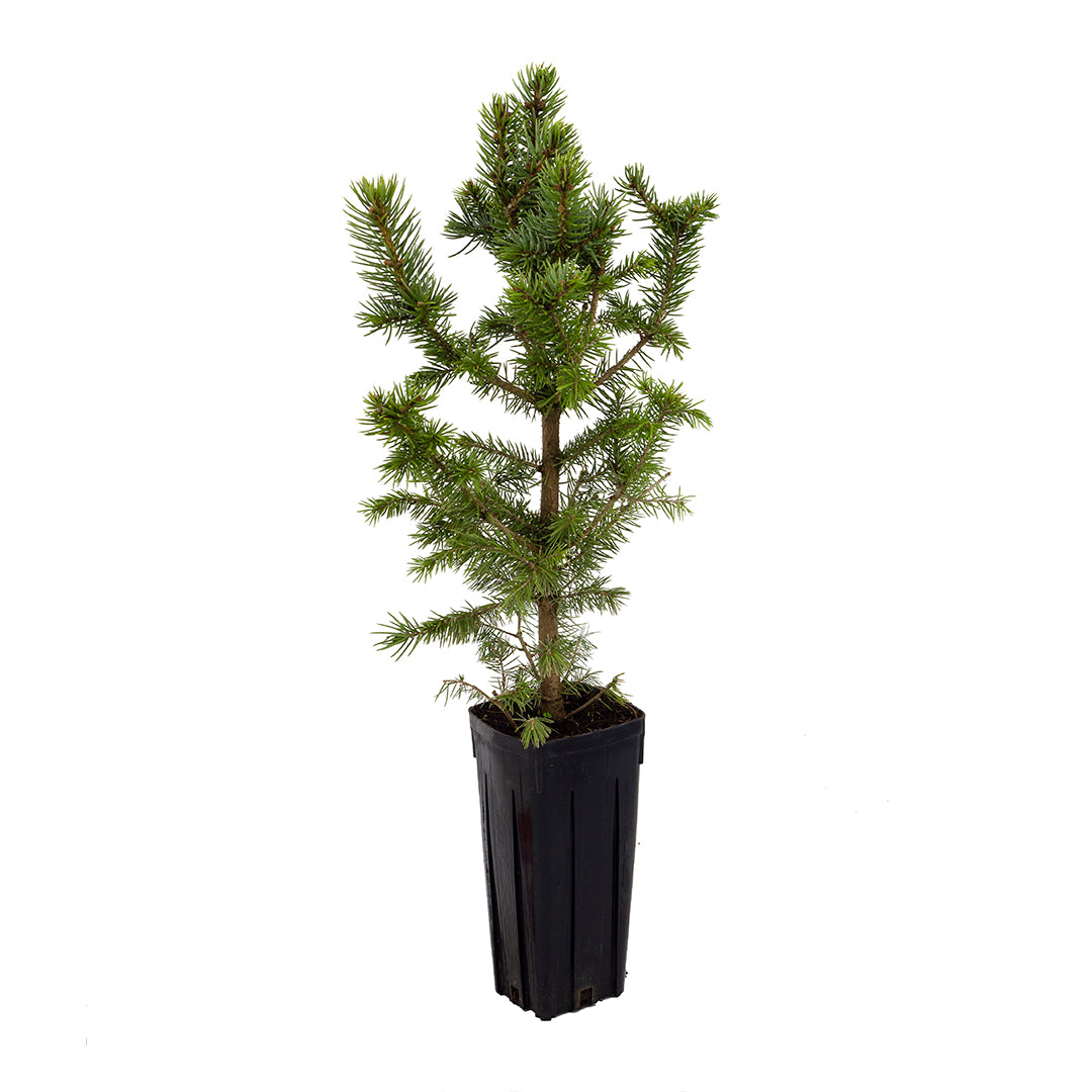 Picea pungens cs "SBS" "Super Blue Seedling" - abete blu (Vaso quadro 9x9x20 cm)