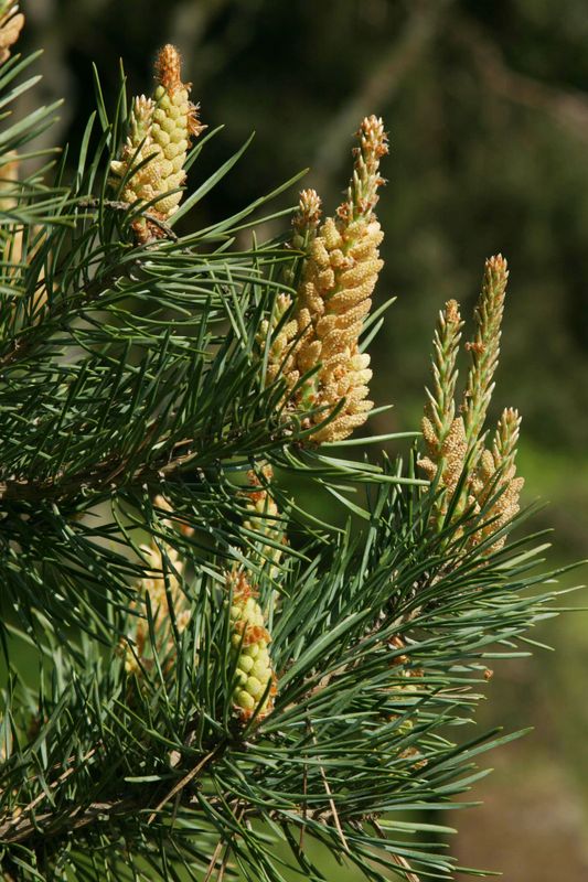Pinus sylvestris - pino silvestre (Vaso quadro 9x9x20 cm)