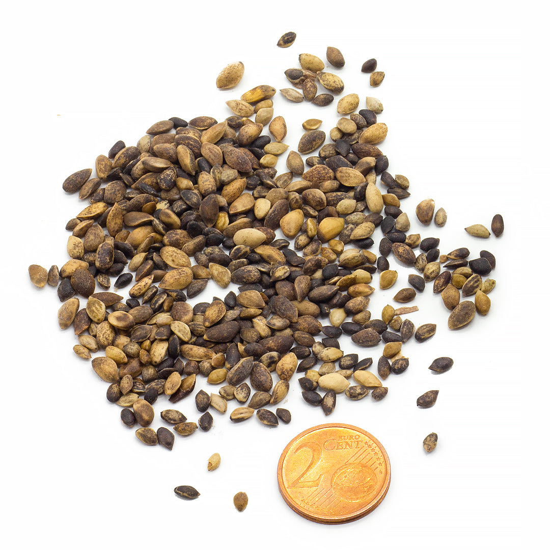 Pinus nigra - Black Pine - Seeds 0.2gr