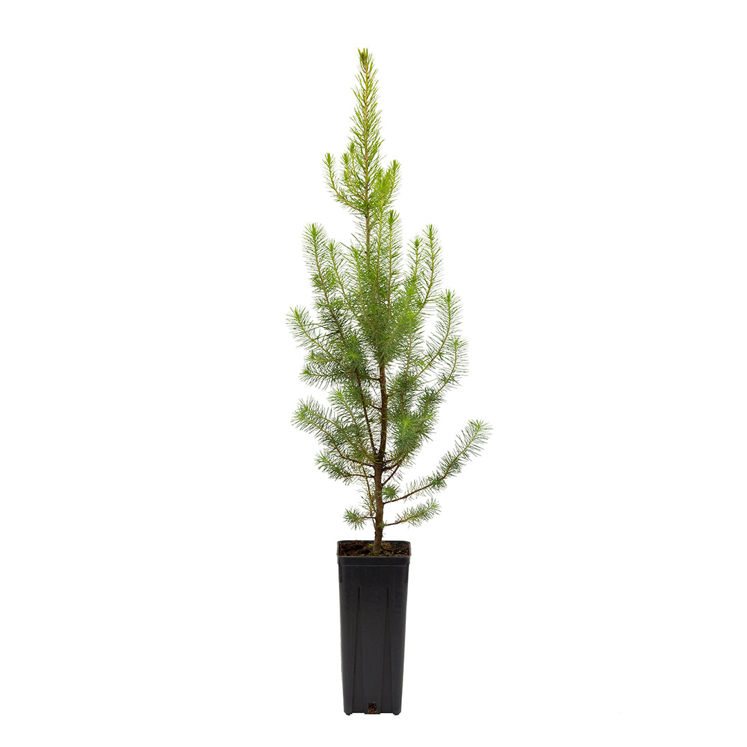 Pinus halepensis - pino d'Aleppo (Vaso quadro 9x9x20 cm)