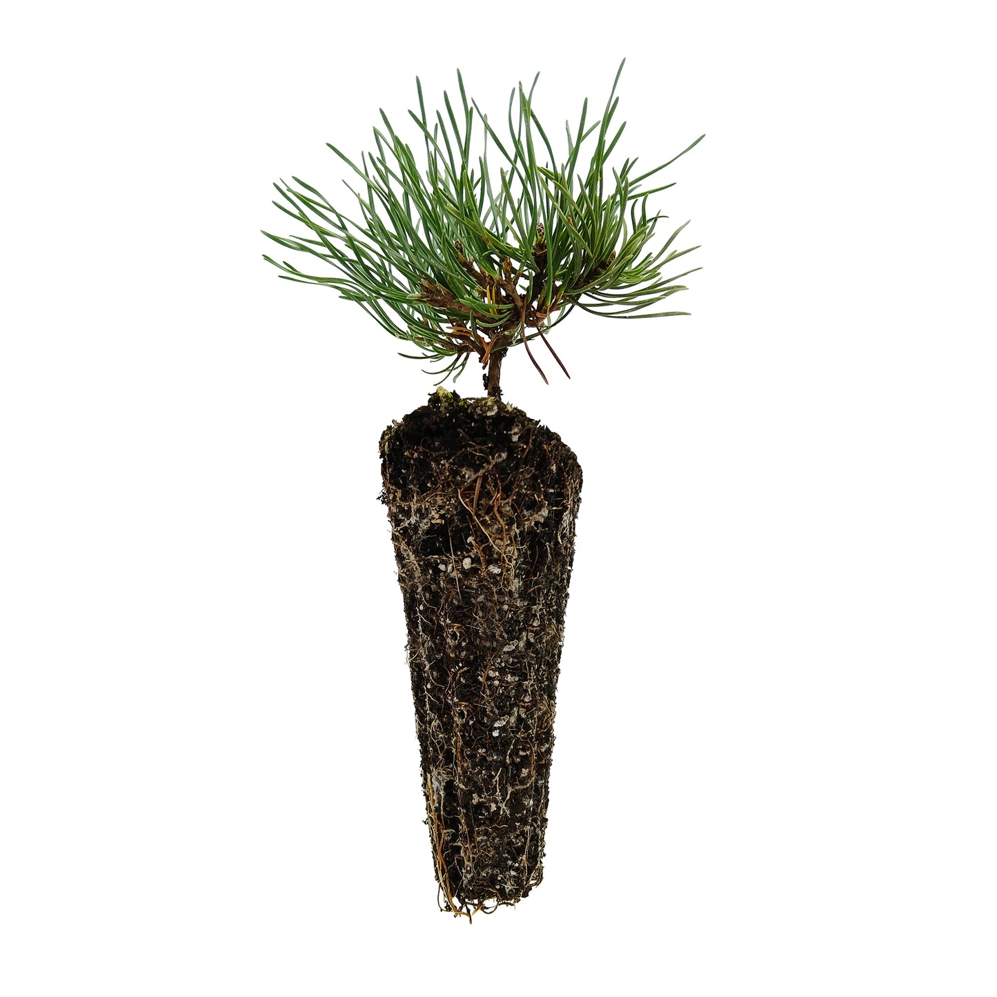 Pinus mugo var. mughus - pino mugo (Alveolo forestale)