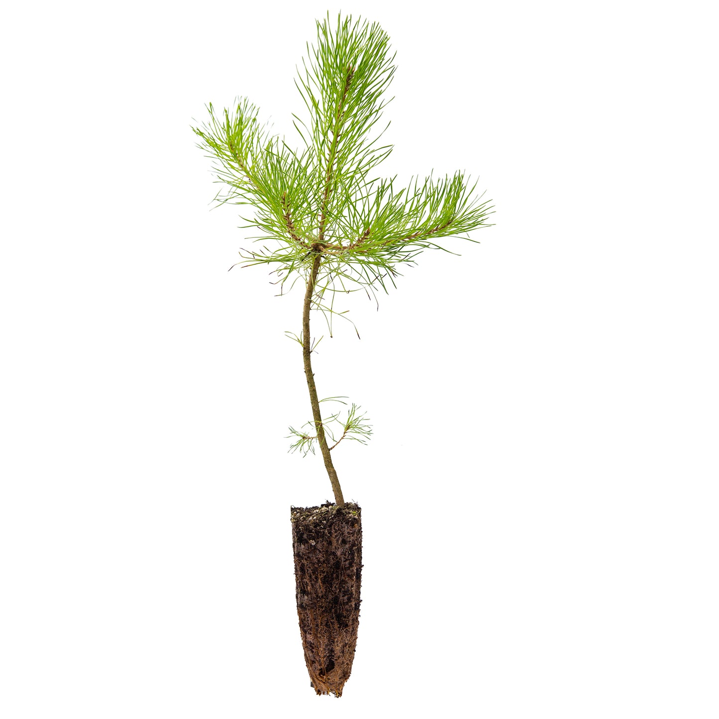 Pinus sylvestris - pino silvestre (Alveolo forestale)