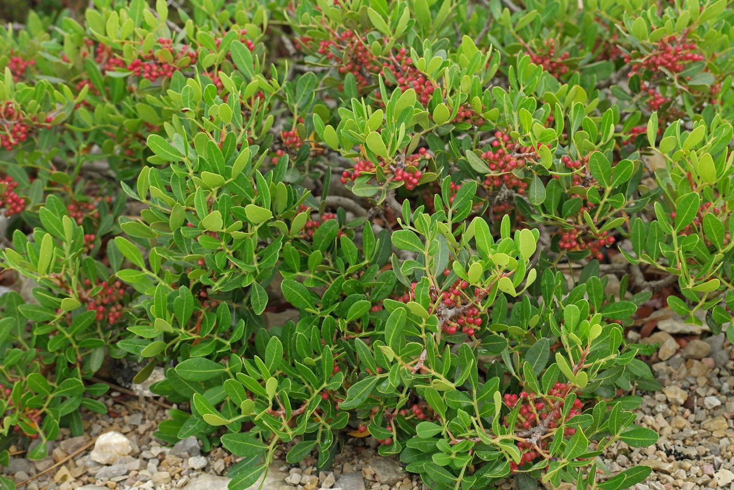 Pistacia lentiscus - lentisco (Alveolo forestale)